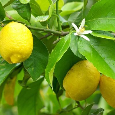 Lemons skincare ingredients