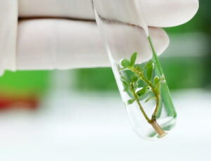 Tissue cultured plant