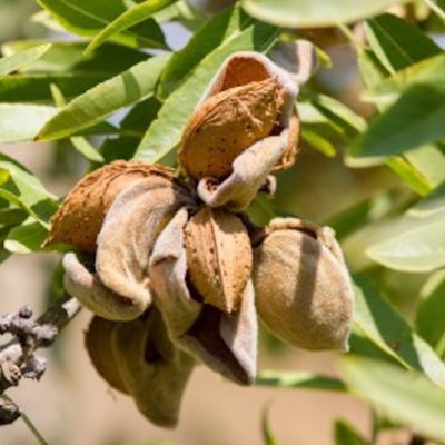 Almonds skincare ingredient