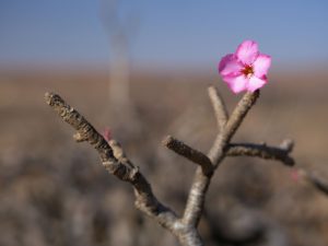 Desert rose natural skincare ingredient