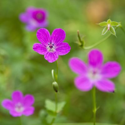 Geranium skincare ingredient