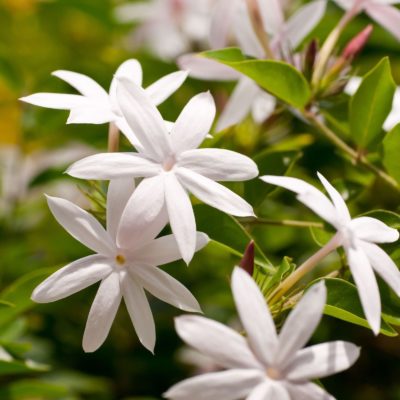 Jasmine skincare ingredient