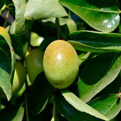 Jojoba natural skincare ingredient