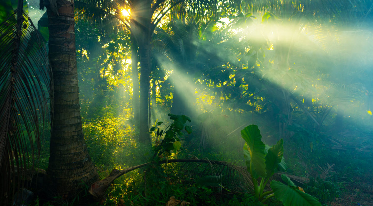 Jungle ingredients for skincare