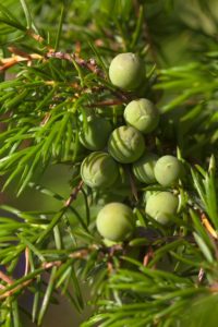 Juniper skincare ingredient