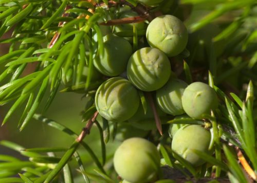 Juniper skincare ingredient