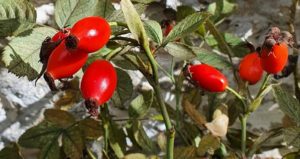 Rosehip skincare ingredient for exfoliating.