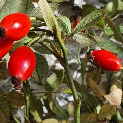 Rosehip skincare ingredient for exfoliating.