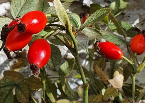 Rosehip skincare ingredient for exfoliating.