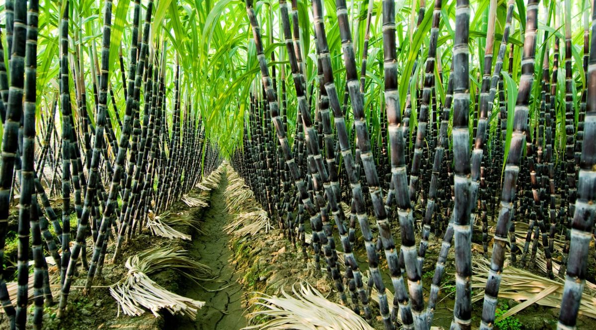 Rhodes sustainable - Sugarcane