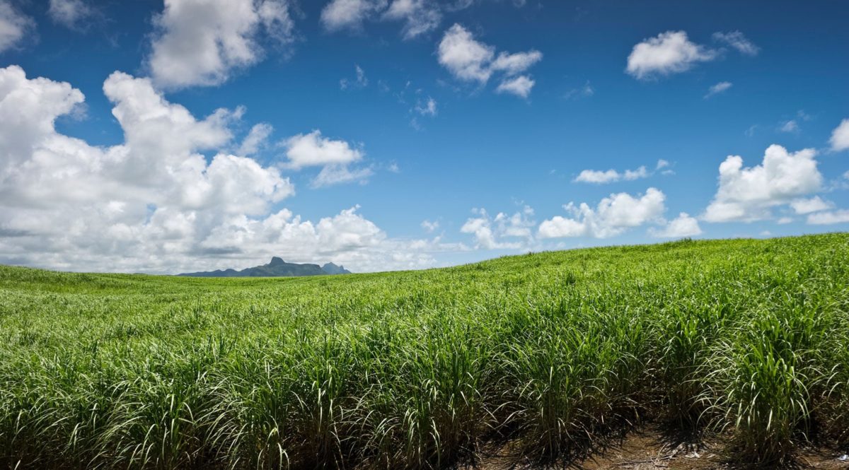 Rhodes sustainable - Sugarcane