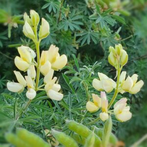 Rhodes Skincare Wild lupin