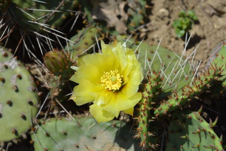 Barbary Fig known as Prickly Pear